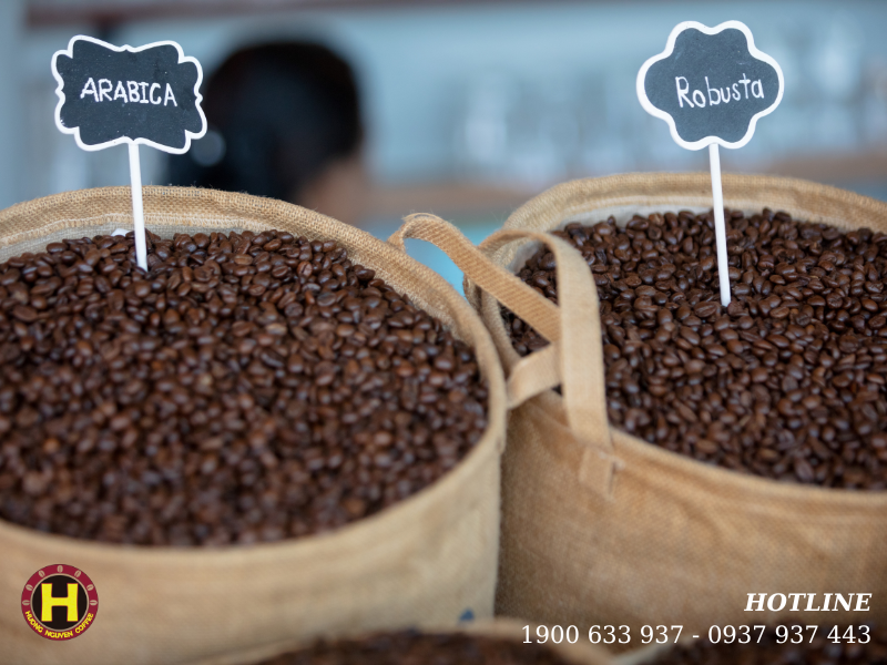 Phân biệt hạt cà phê Arabica và Robusta nguyên chất